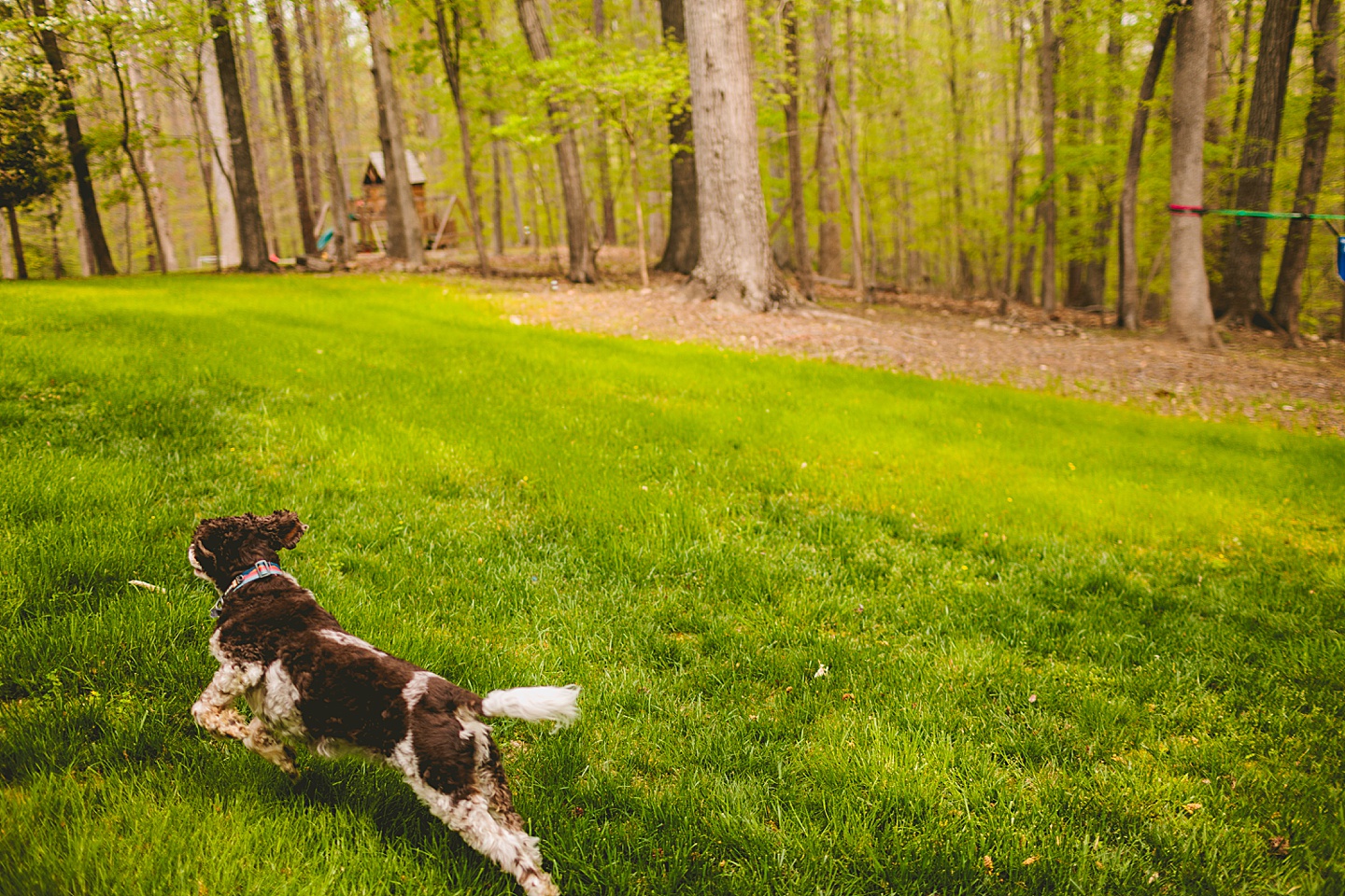 Raleigh pet portrait photographer