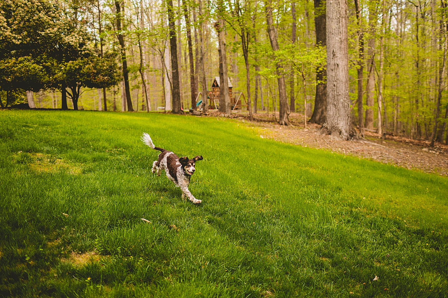 Raleigh pet portrait photographer