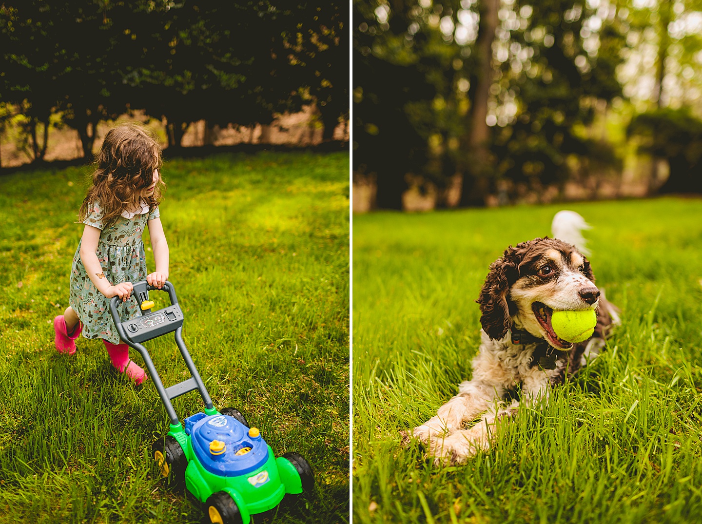 Dog with tennis ball in his mouth and girl with lawnmower