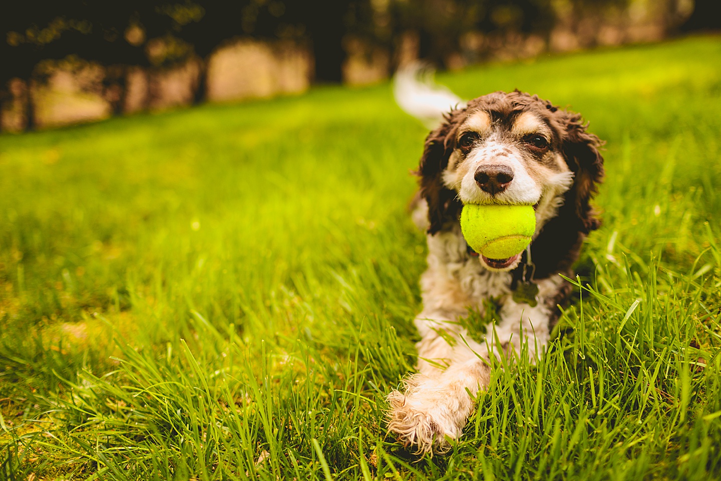 Dog with tennis ball in his mouth