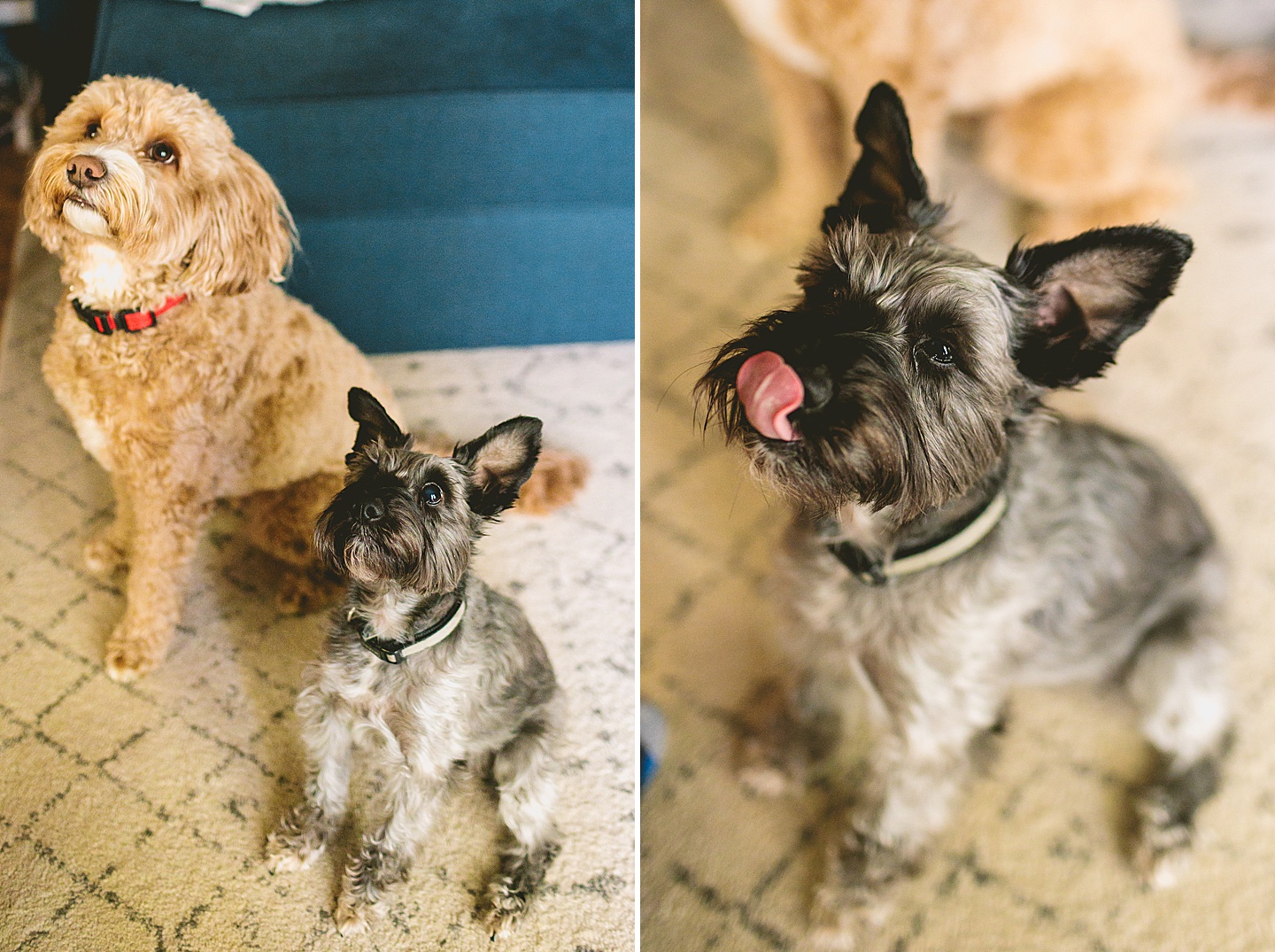 Schnauzer and Golden Doodle dogs