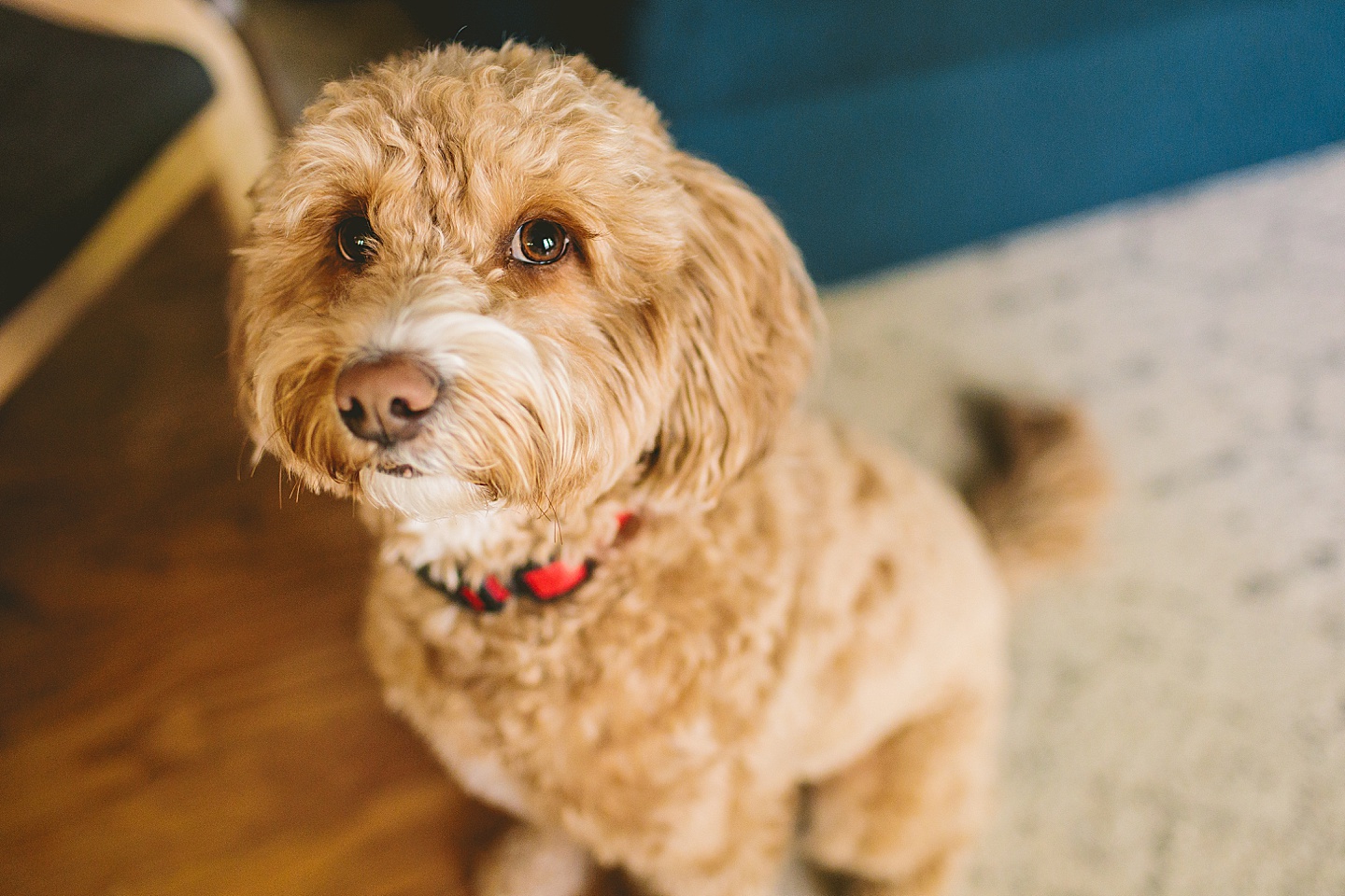 Golden Doodle dog