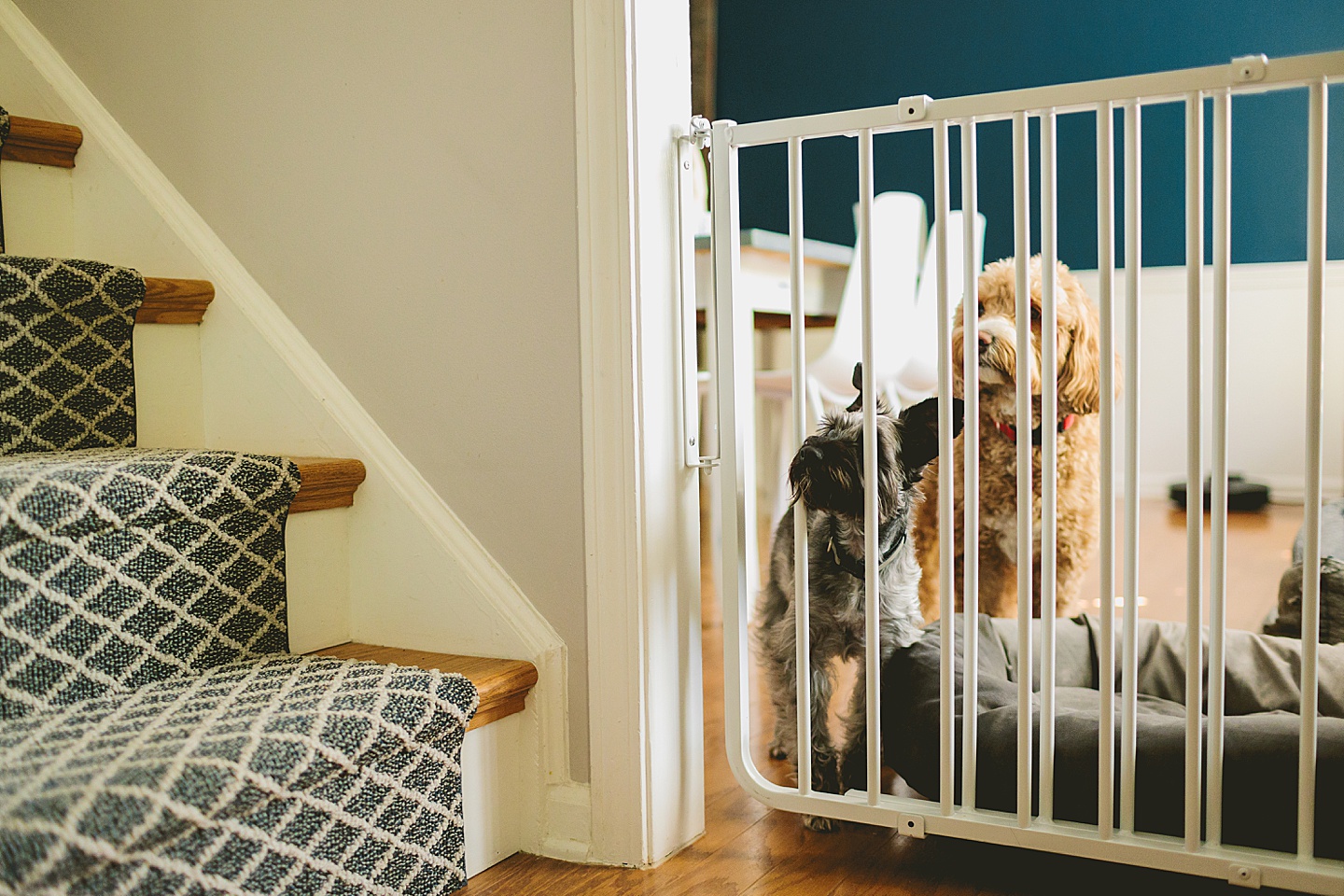 Schnauzer and Golden Doodle look on from room