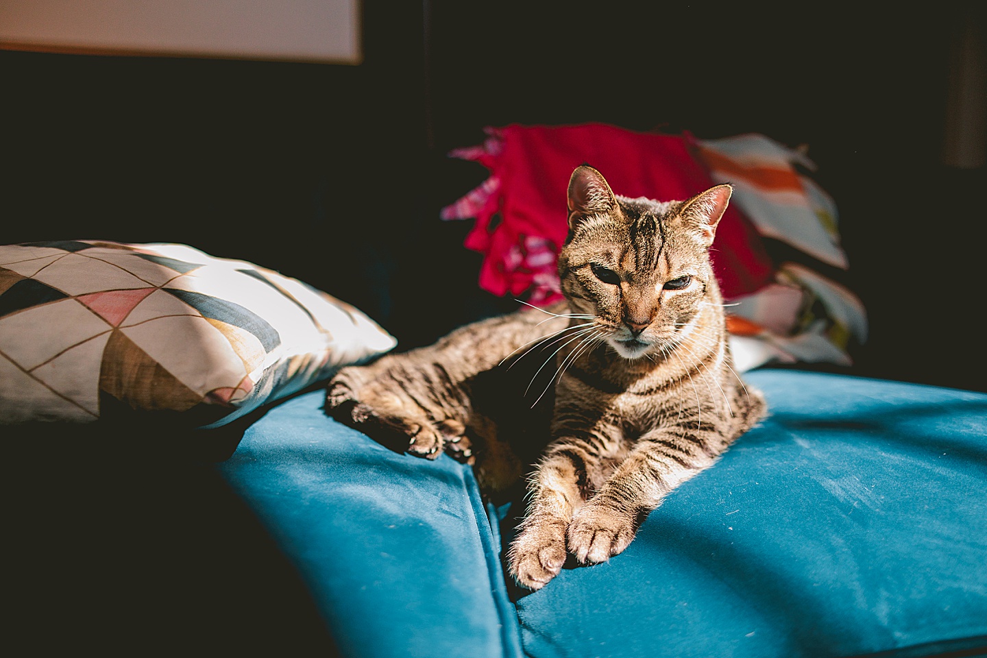 Tabby cat in the sun