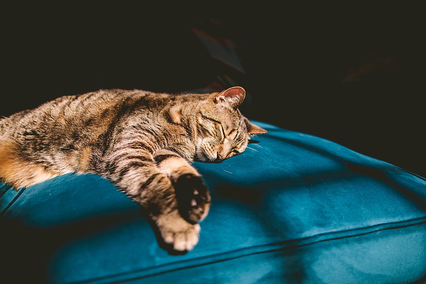 Cat sleeping in a sunbeam