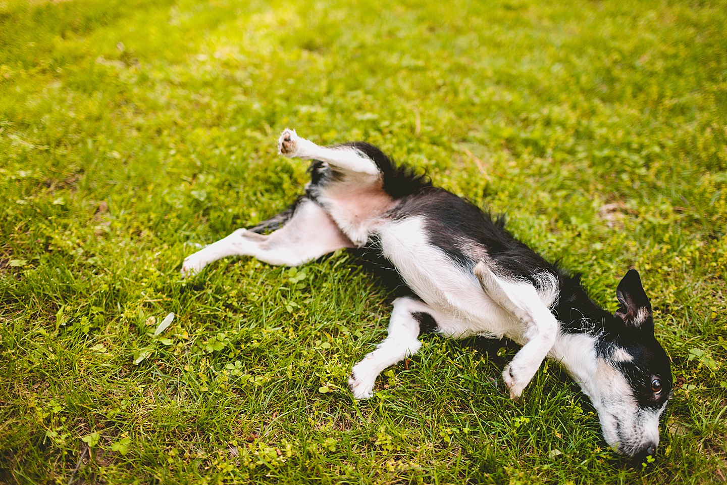 Dog laying in green grass