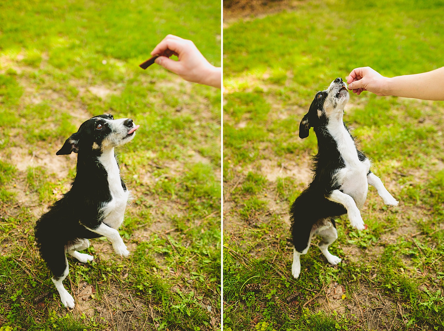 Dog eating treat