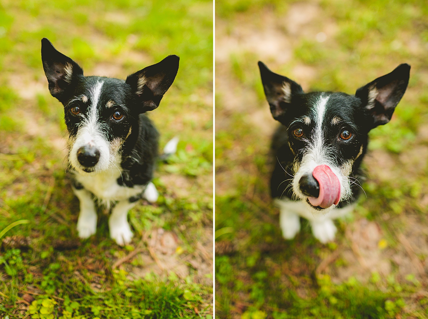 Portrait of a dog licking his lips in the grass