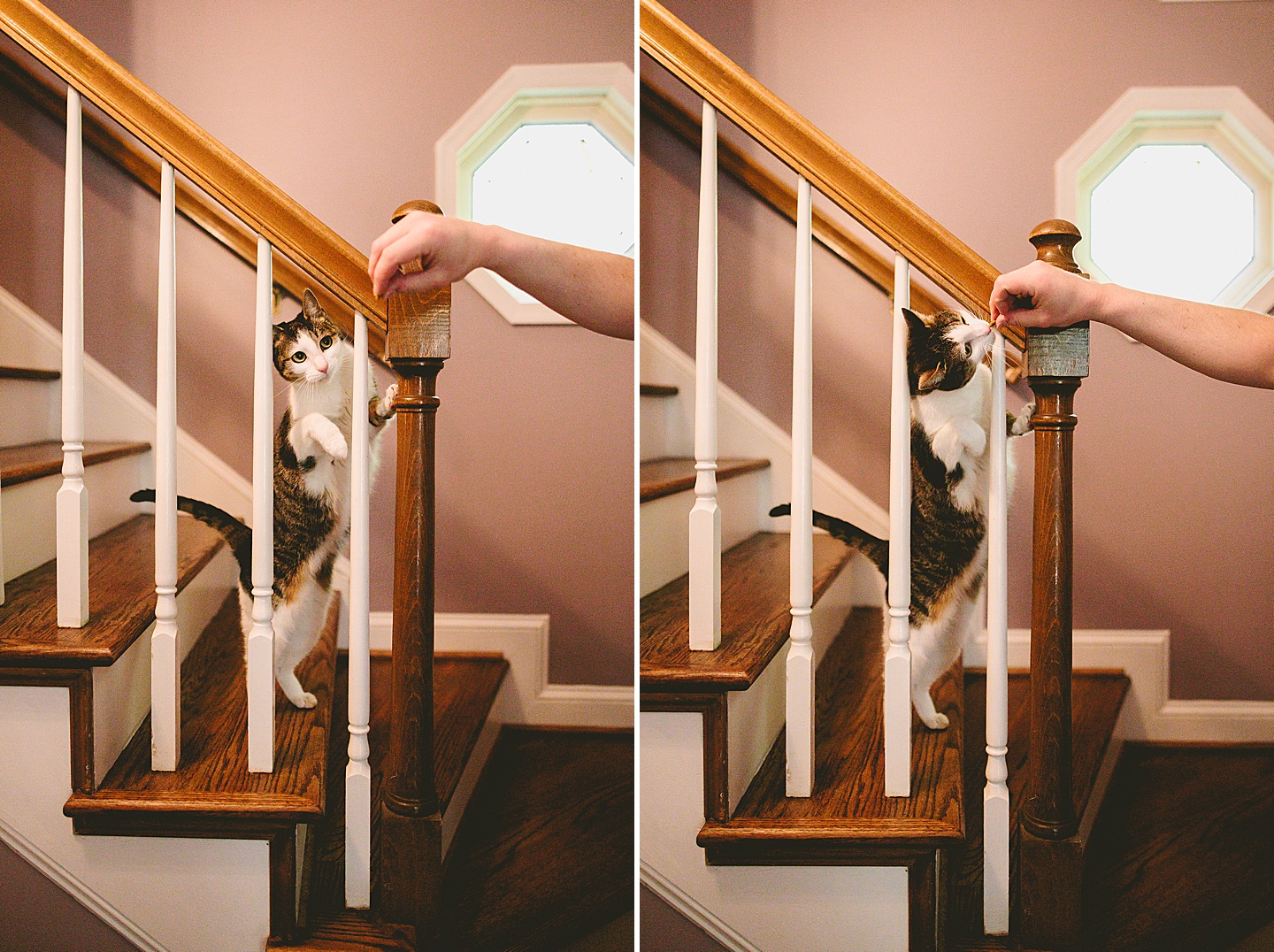 Cat eating treat through a stair railing