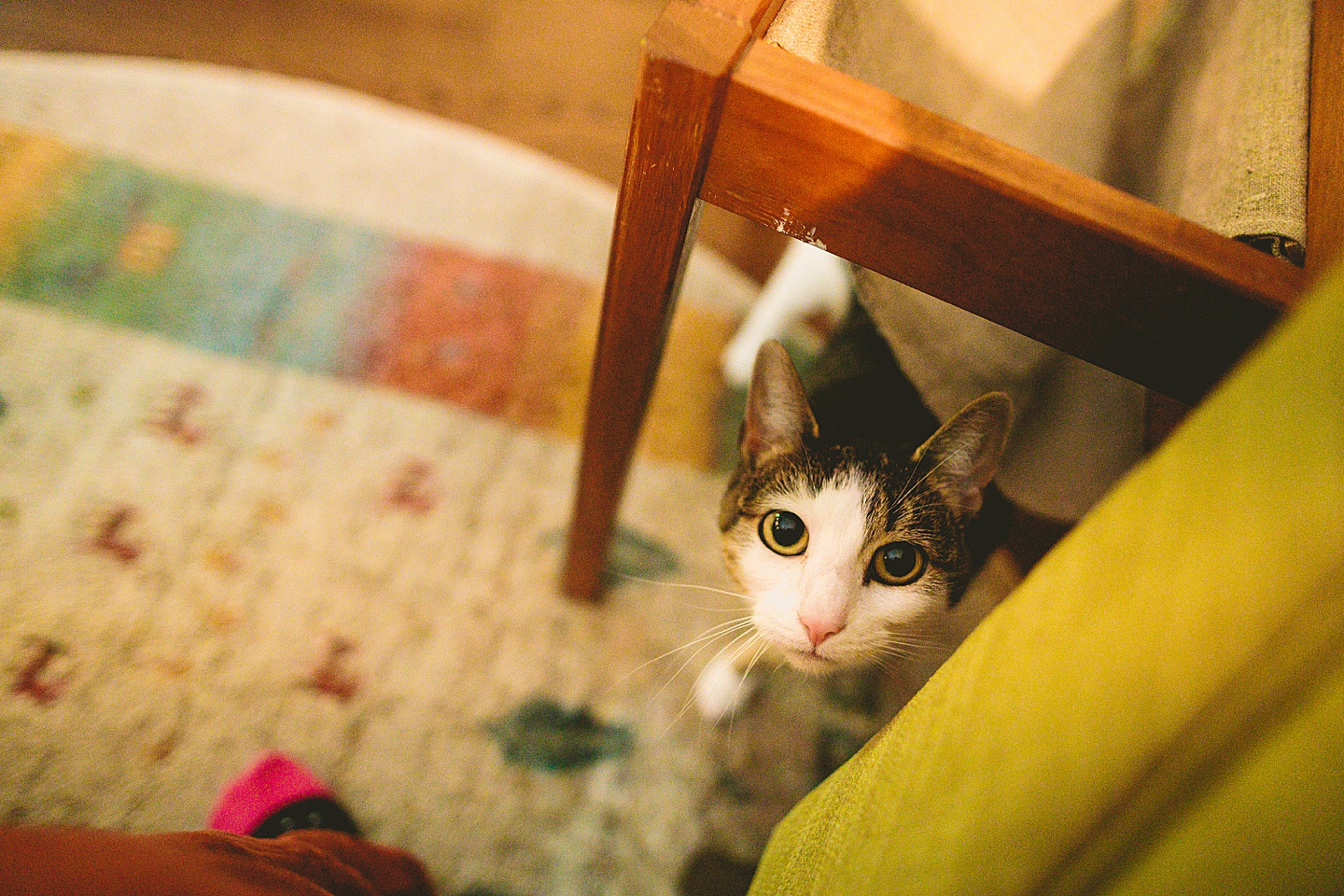 Cat peering at photographer