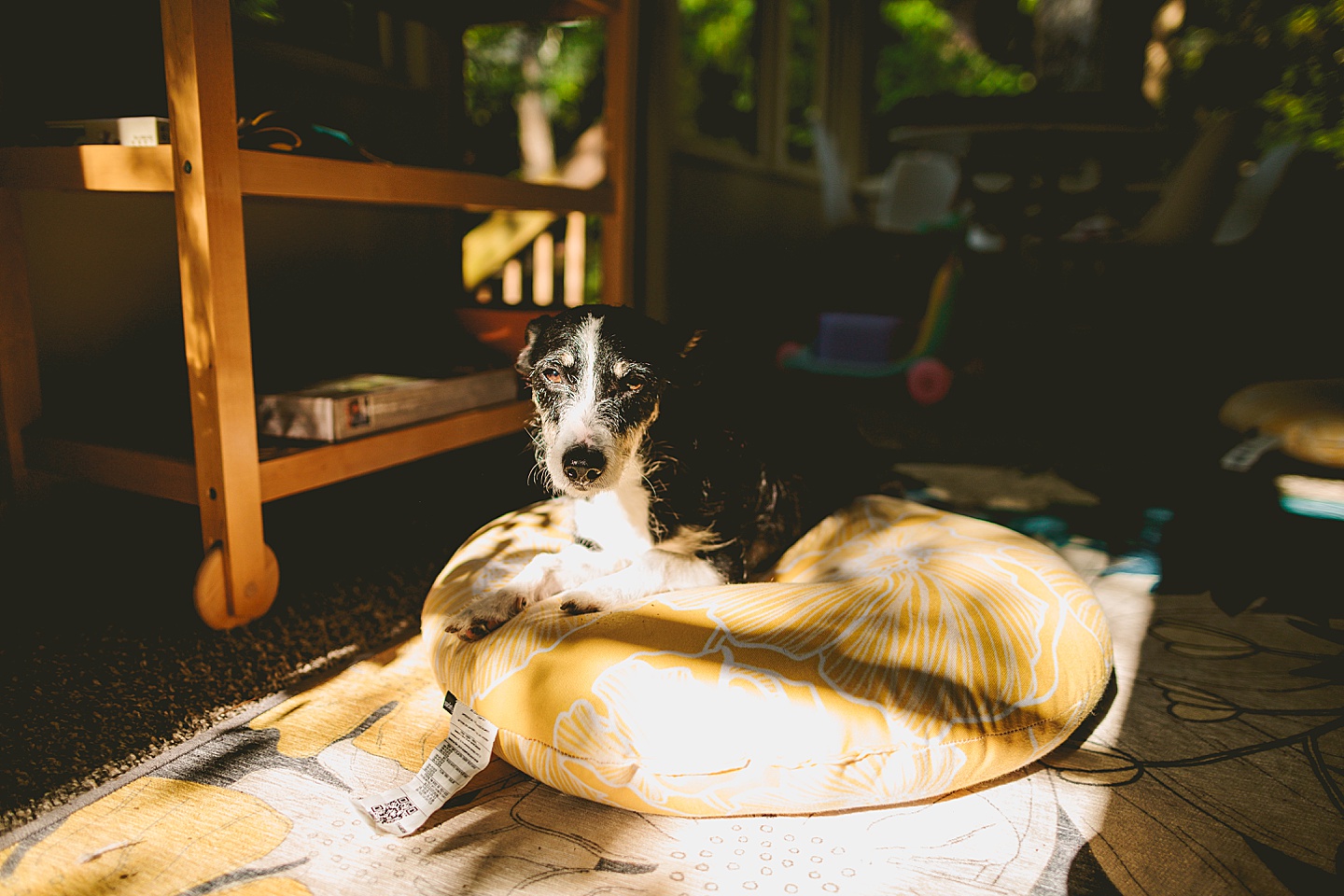 Dog lying in bed