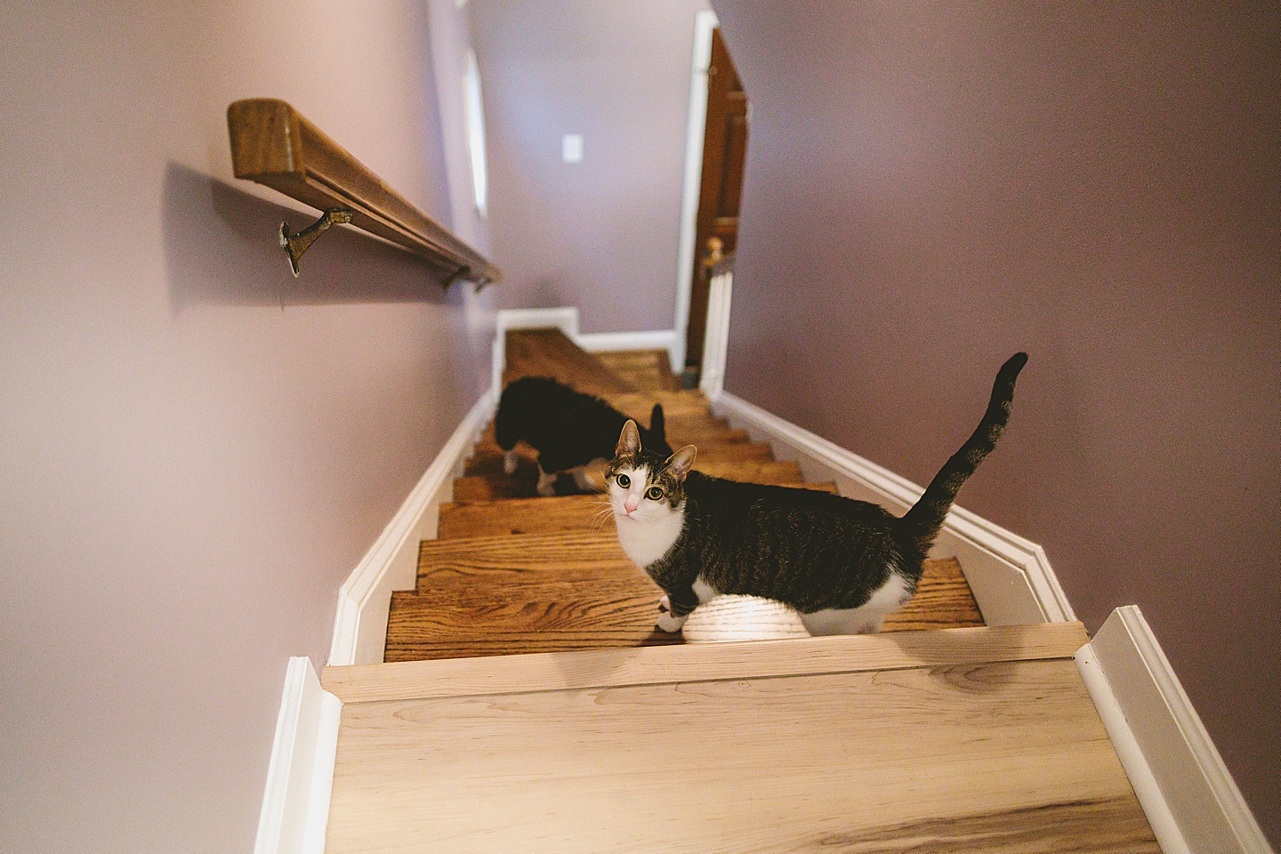 Cat and dog on the stairs