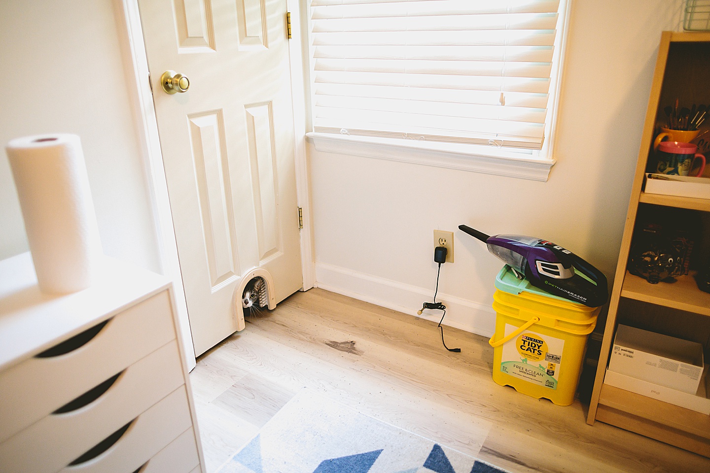 Shy cat peers out cat door