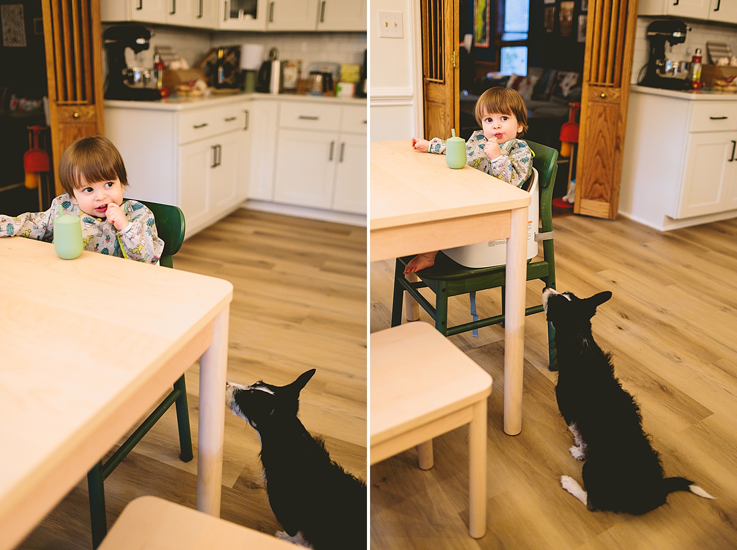 Dog watching toddler eat