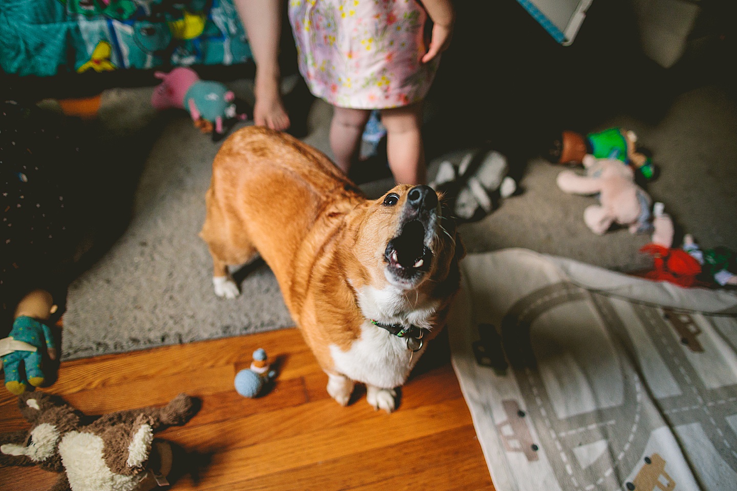 Durham pet photographer