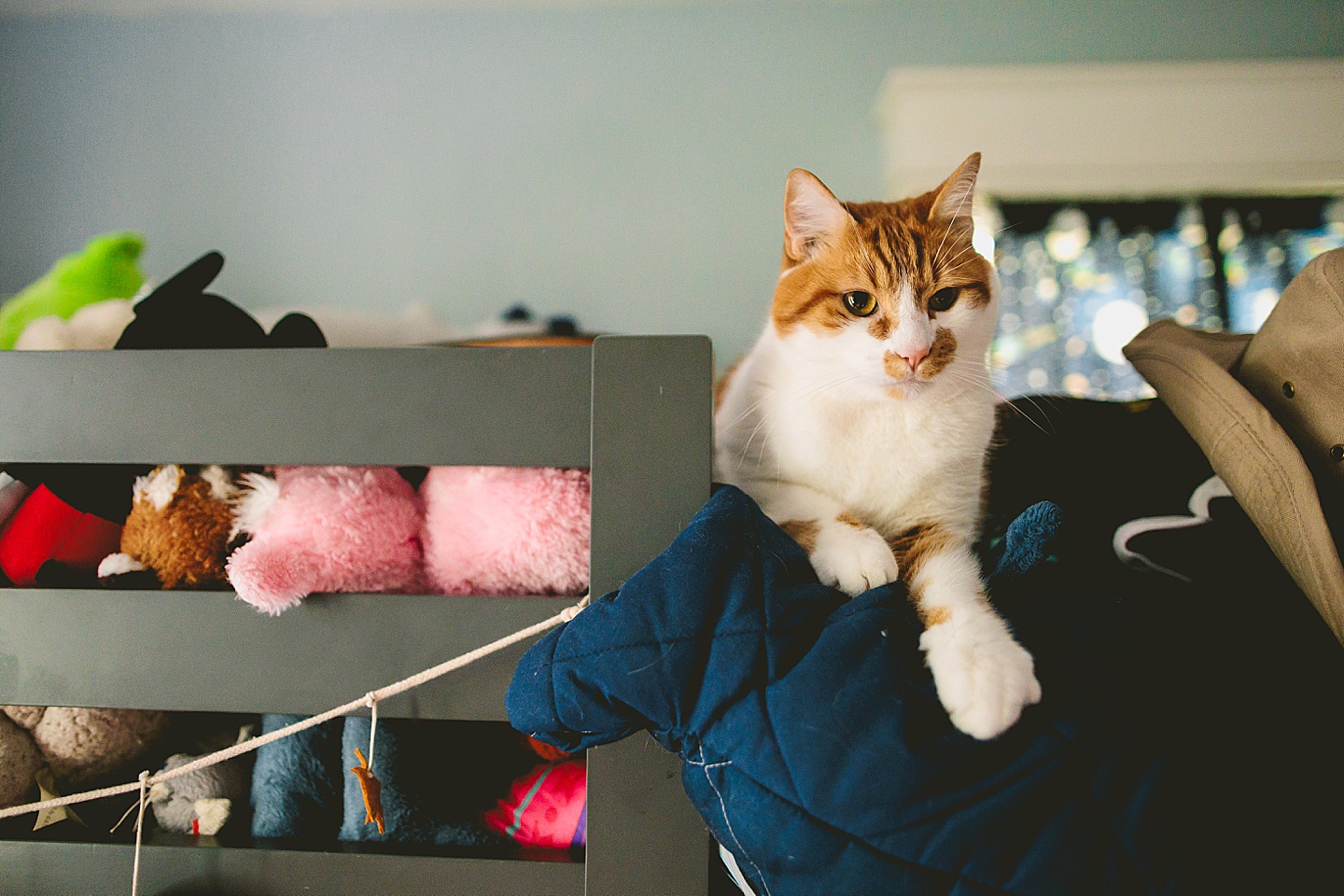 Cat sleeping amongst stuffed animals