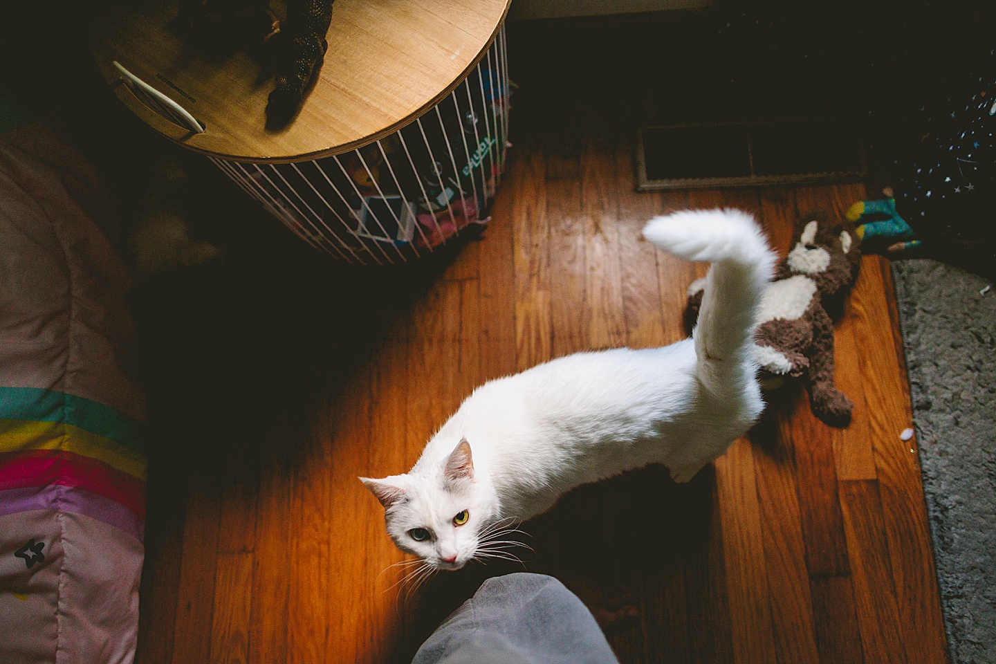 White cat with blue and green eyes