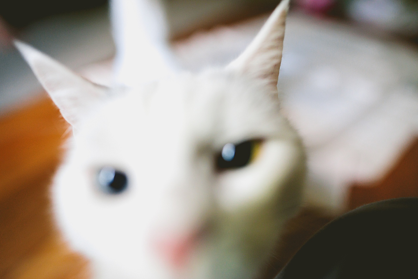 White cat with blue and green eyes