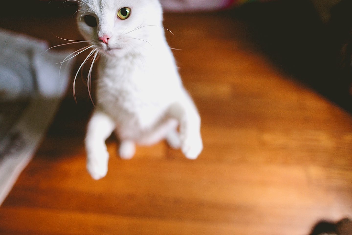 White cat with blue and green eyes