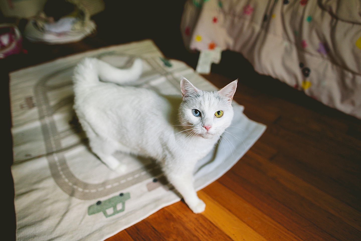 White cat with blue and green eyes