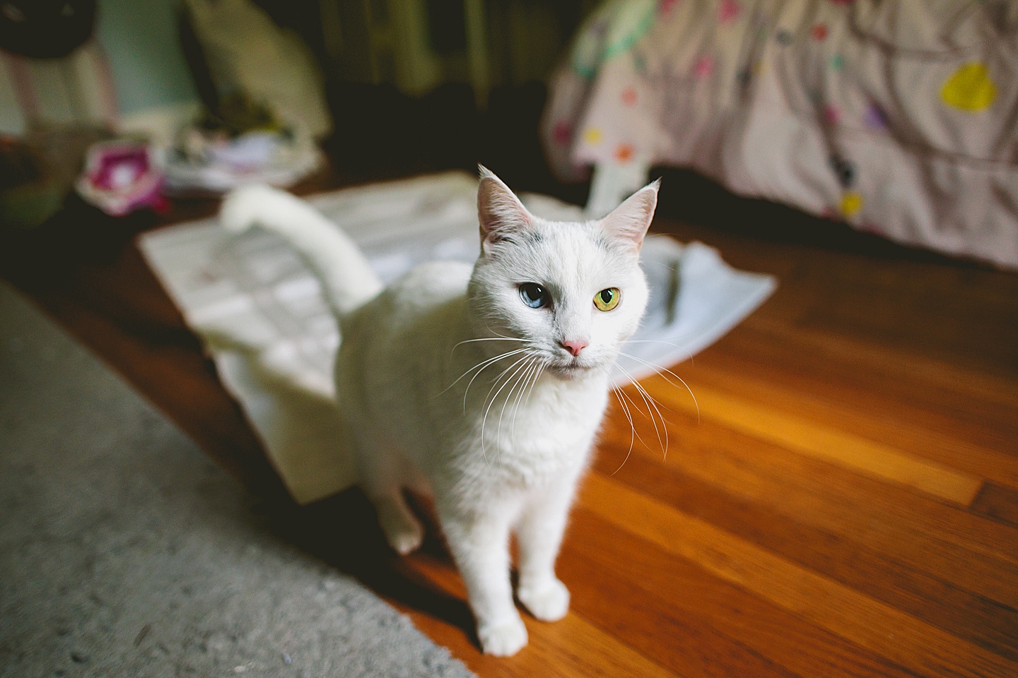 White cat with blue and green eyes