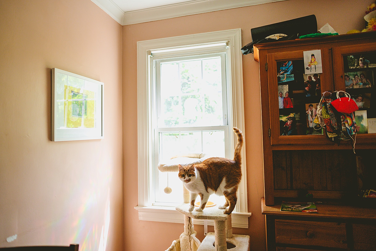 Cat sitting on cat tree