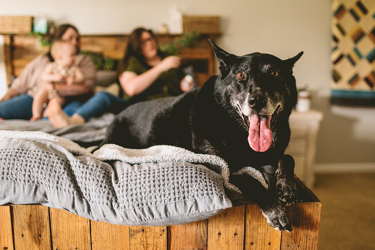 Black German Shepherd