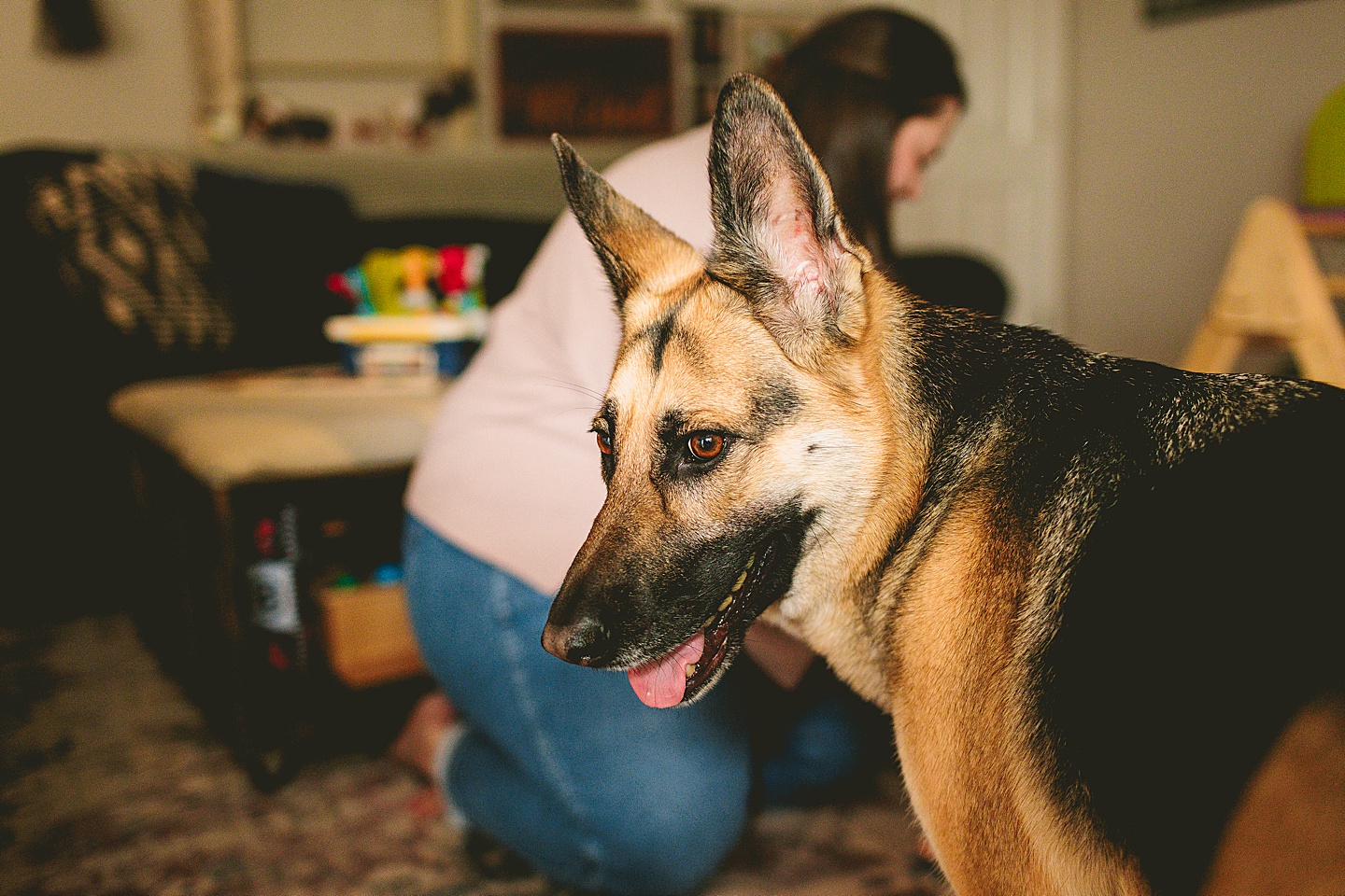 German Shepherd portrait