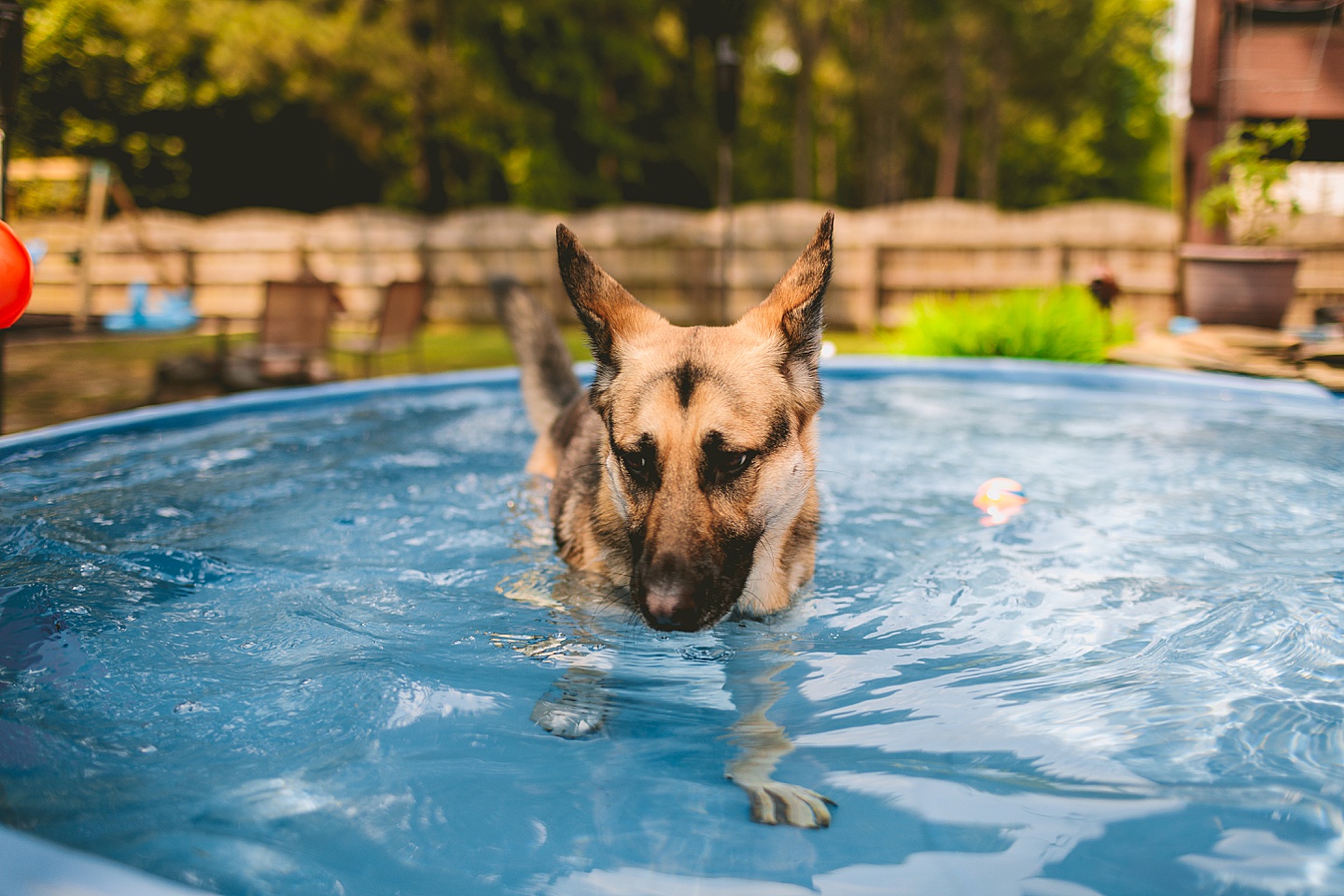 German Shepherd dog in a pool