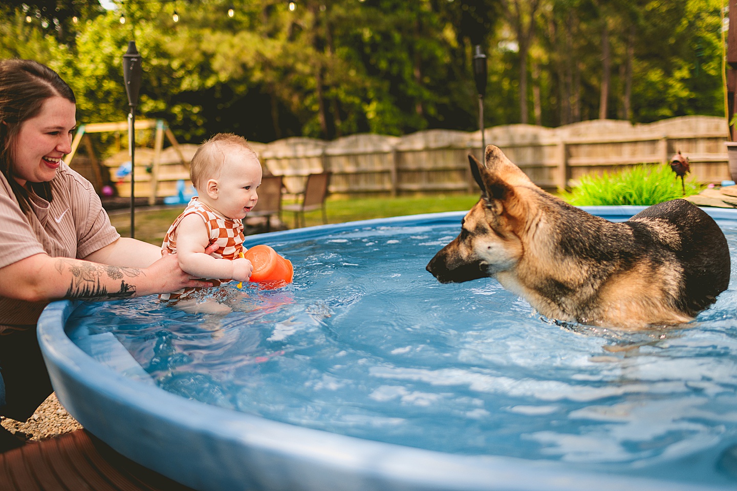 German Shepherd dog in a pool