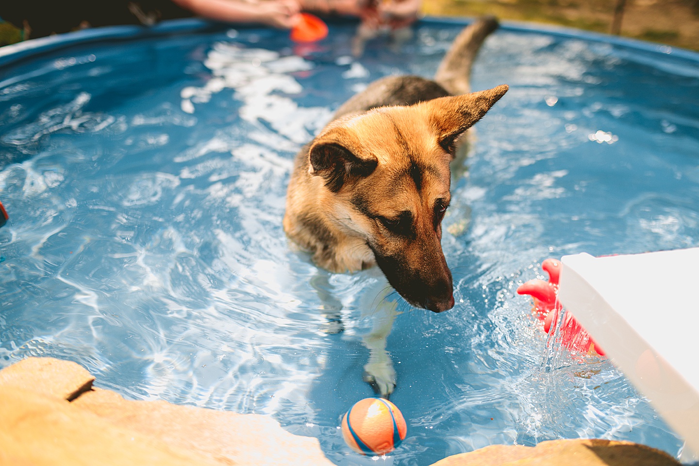German Shepherd dog in a pool