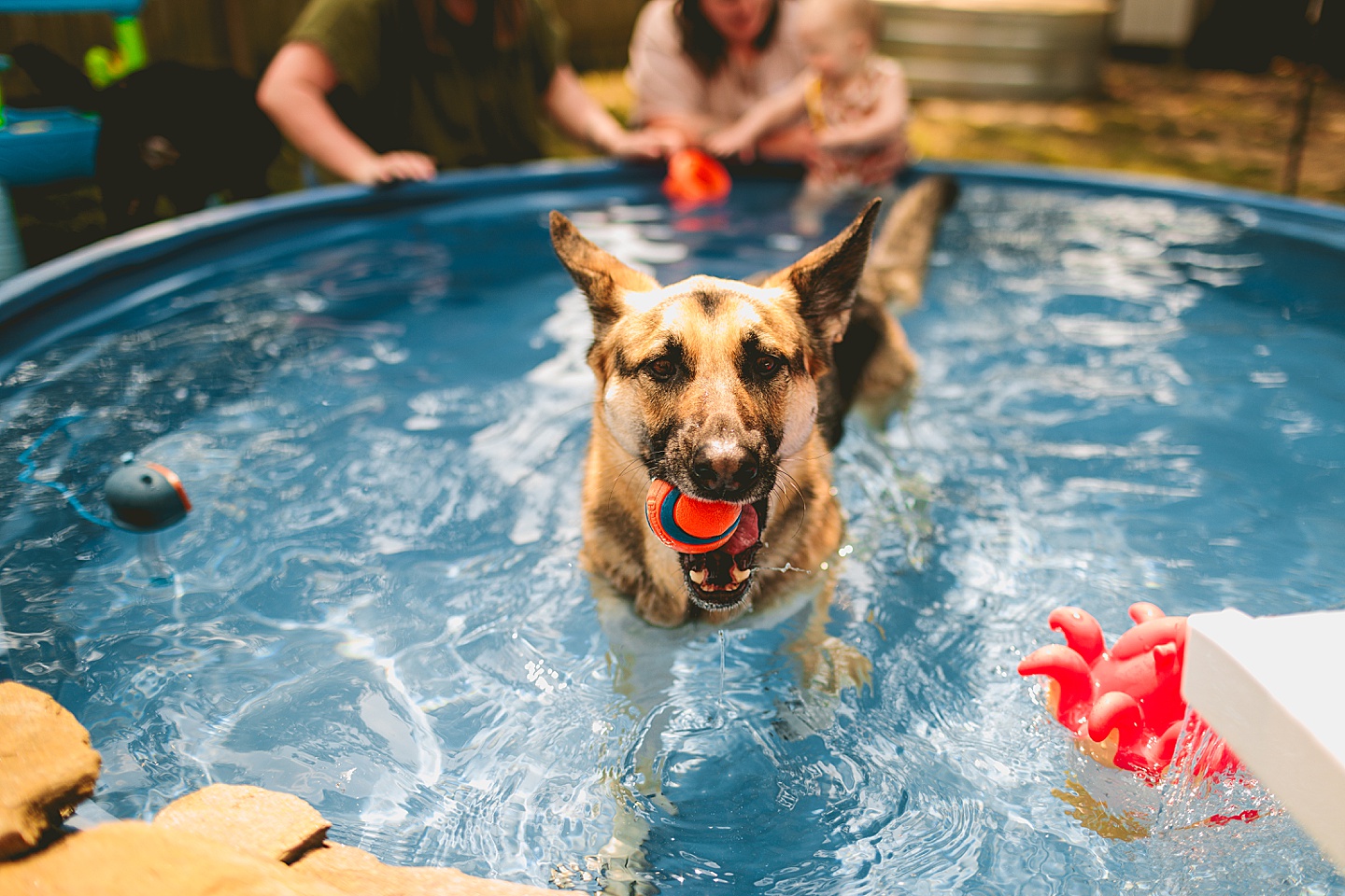 German Shepherd dog in a pool