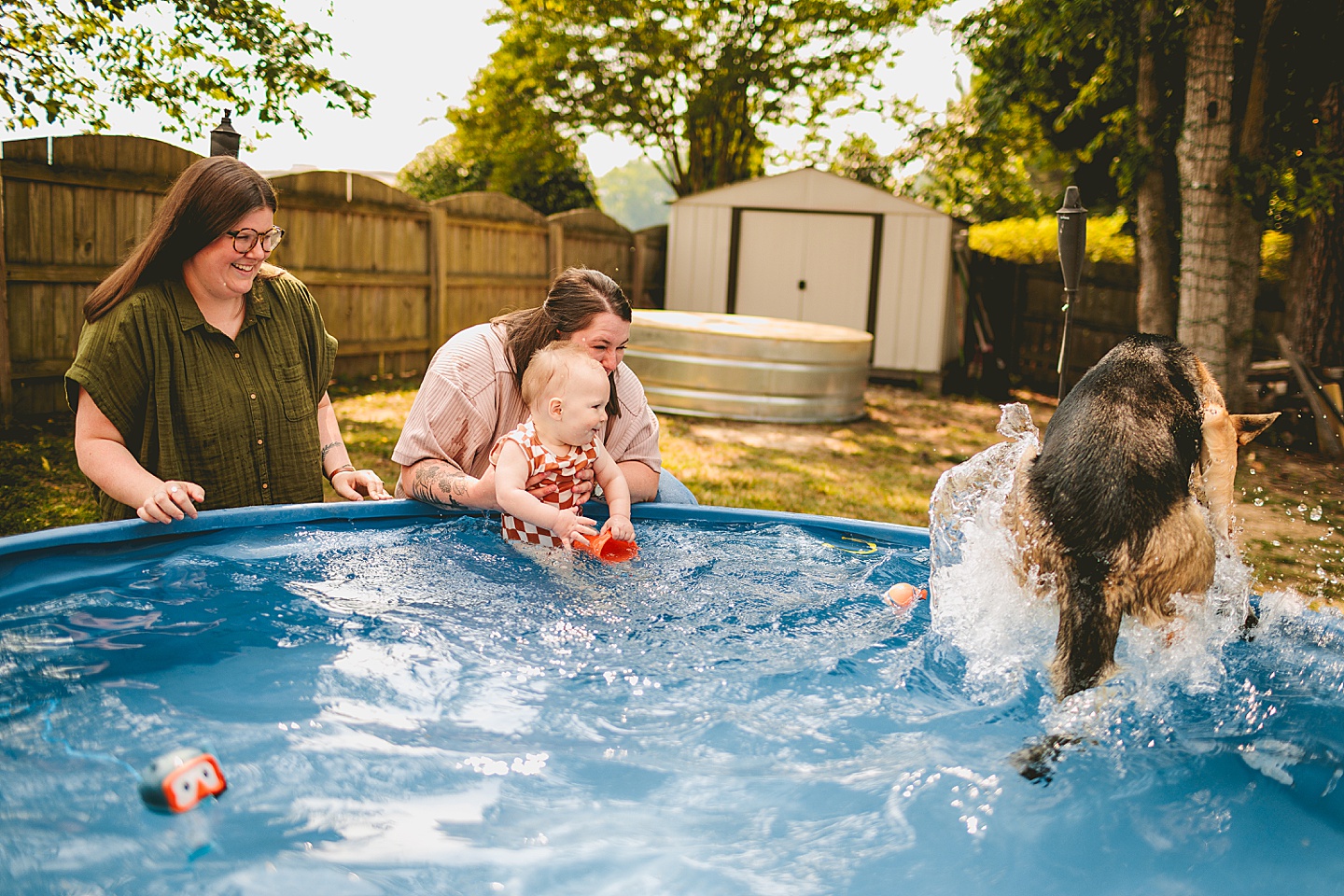 German Shepherd dog in a pool