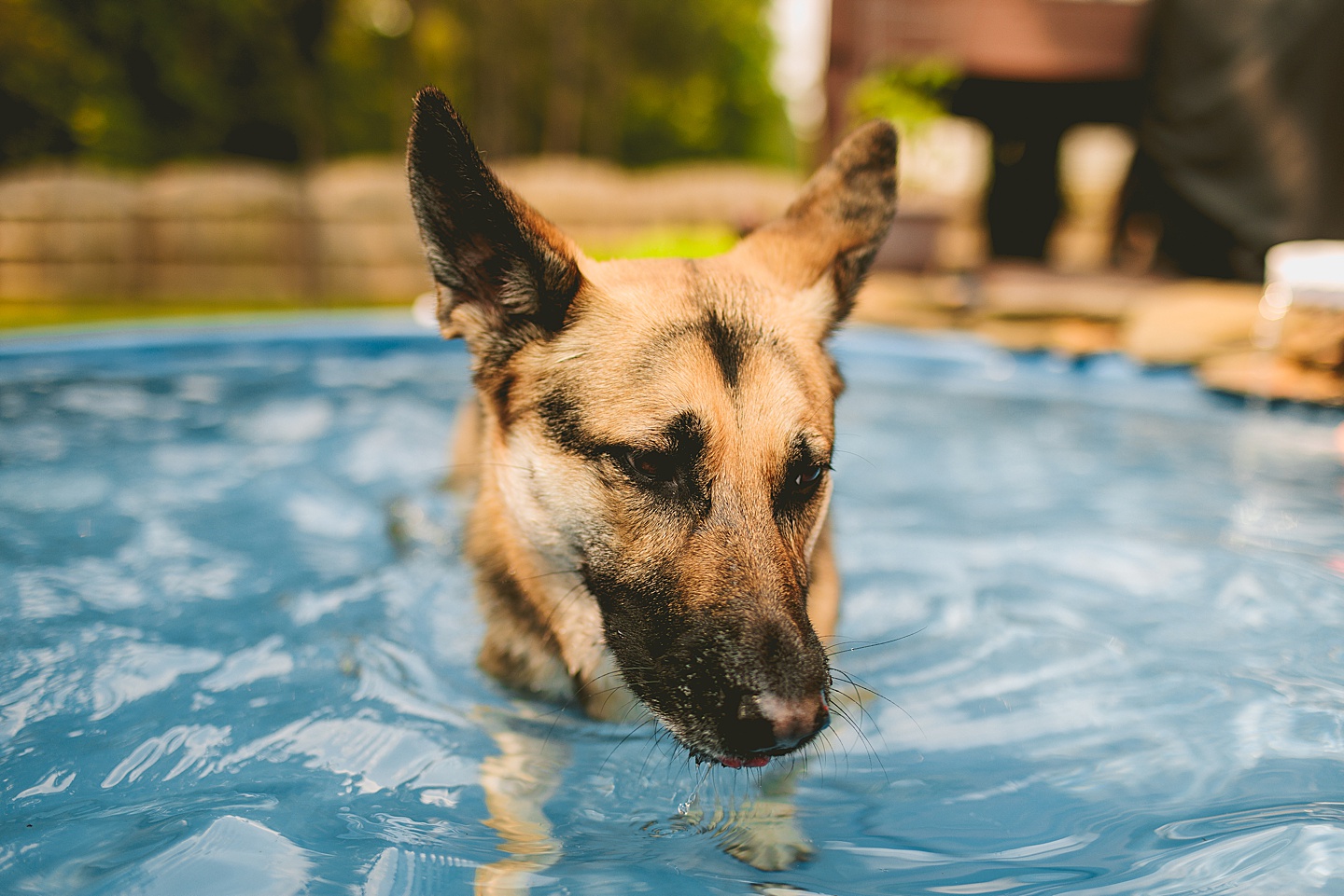 Dog playing in a pool with moms