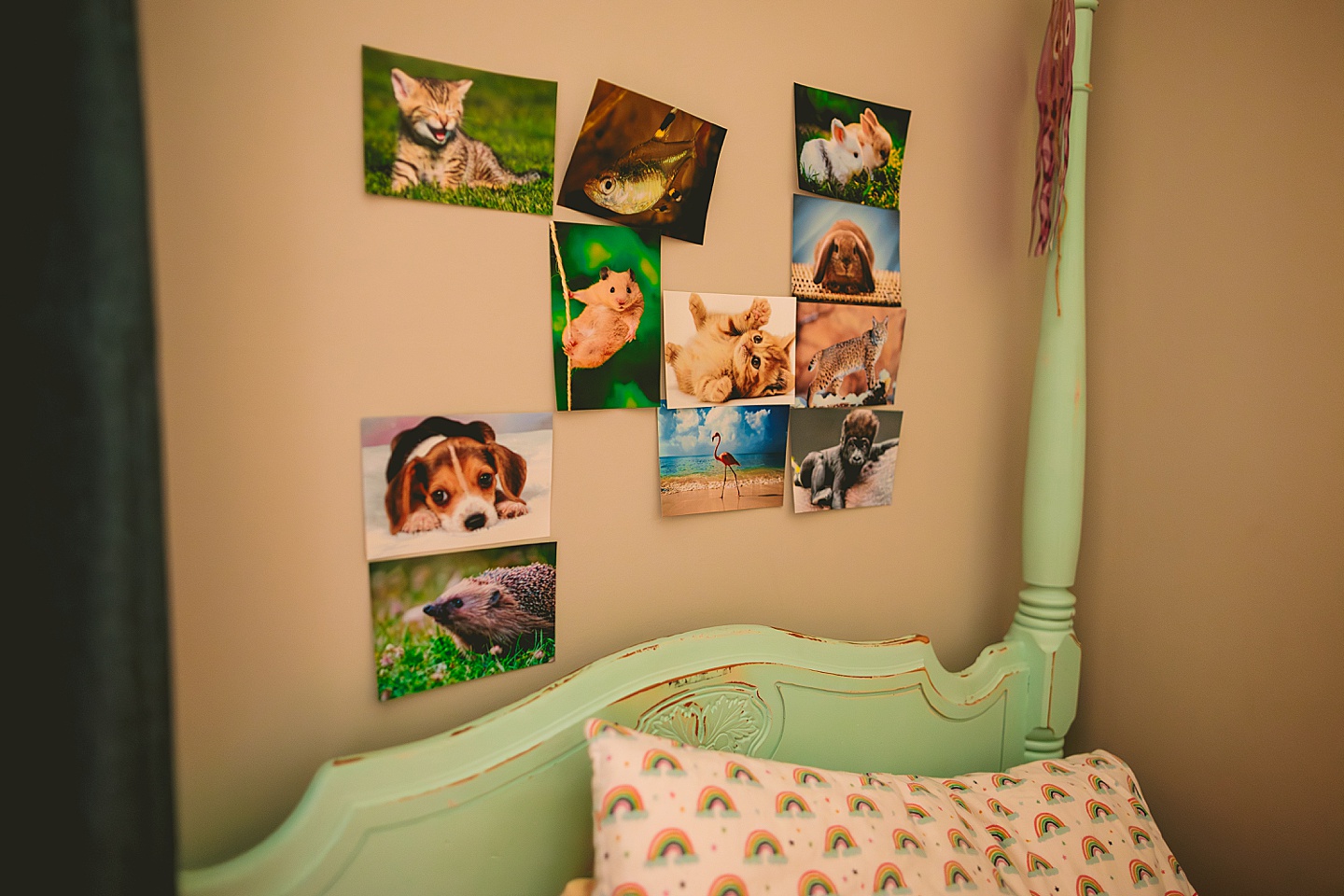 Pictures of animals hanging on wall