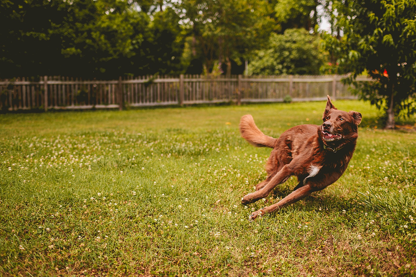 Girl playing fetch with dog