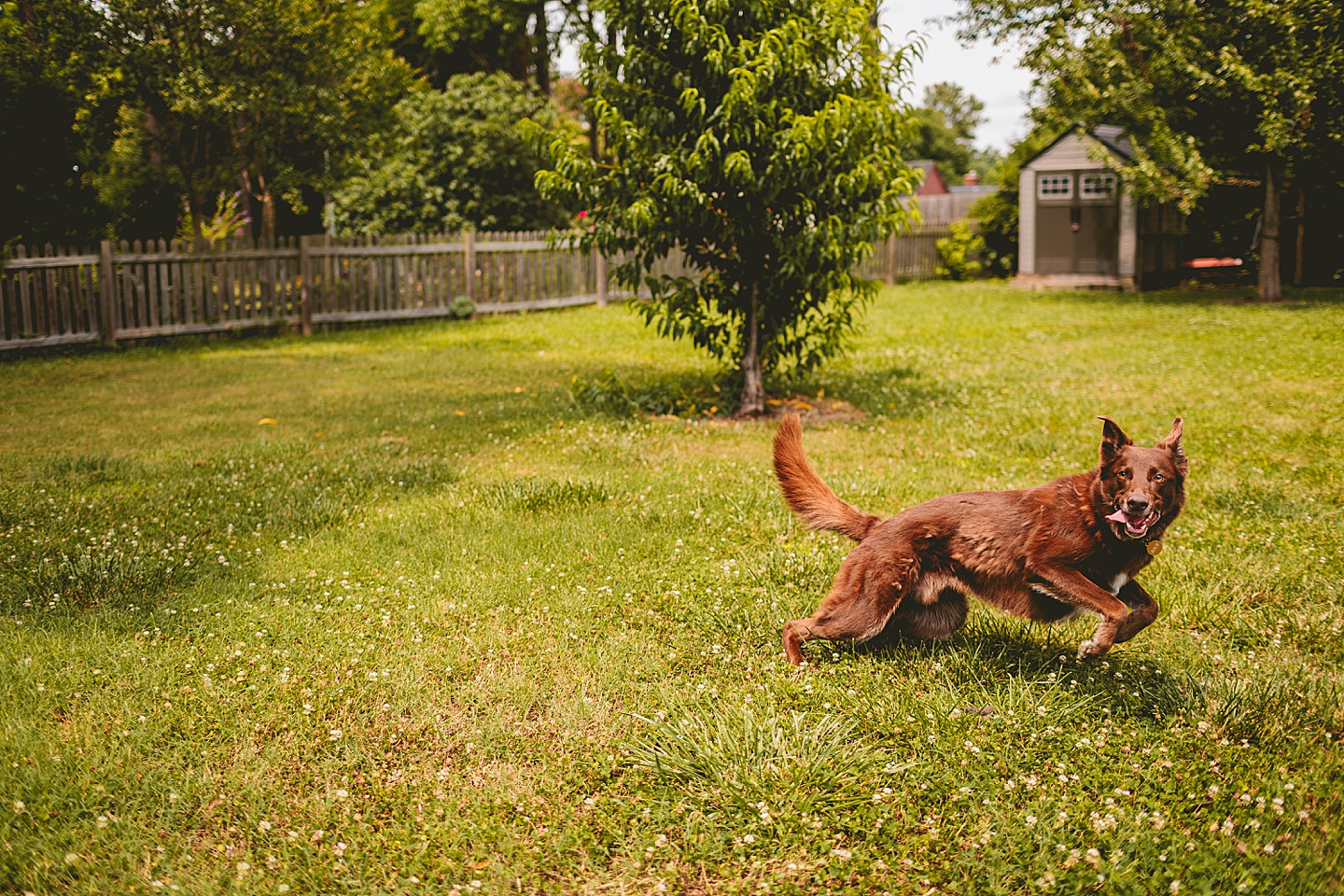 Girl playing fetch with dog