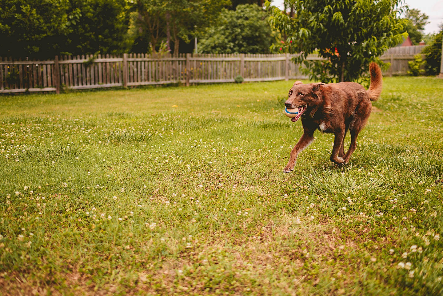 Girl playing fetch with dog