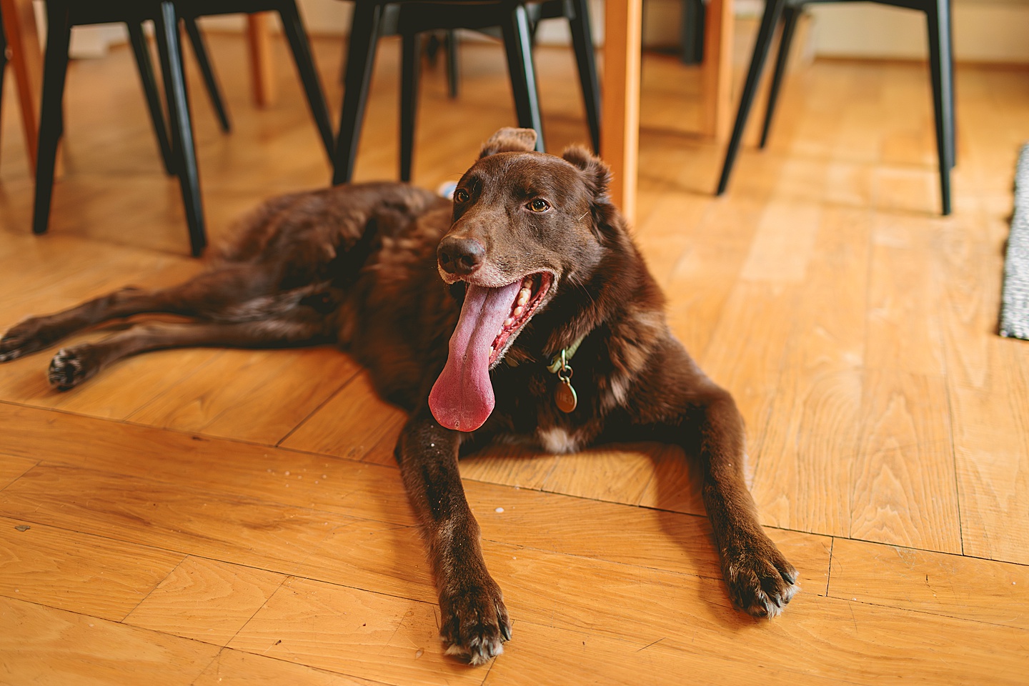 Dog portrait in kitchen