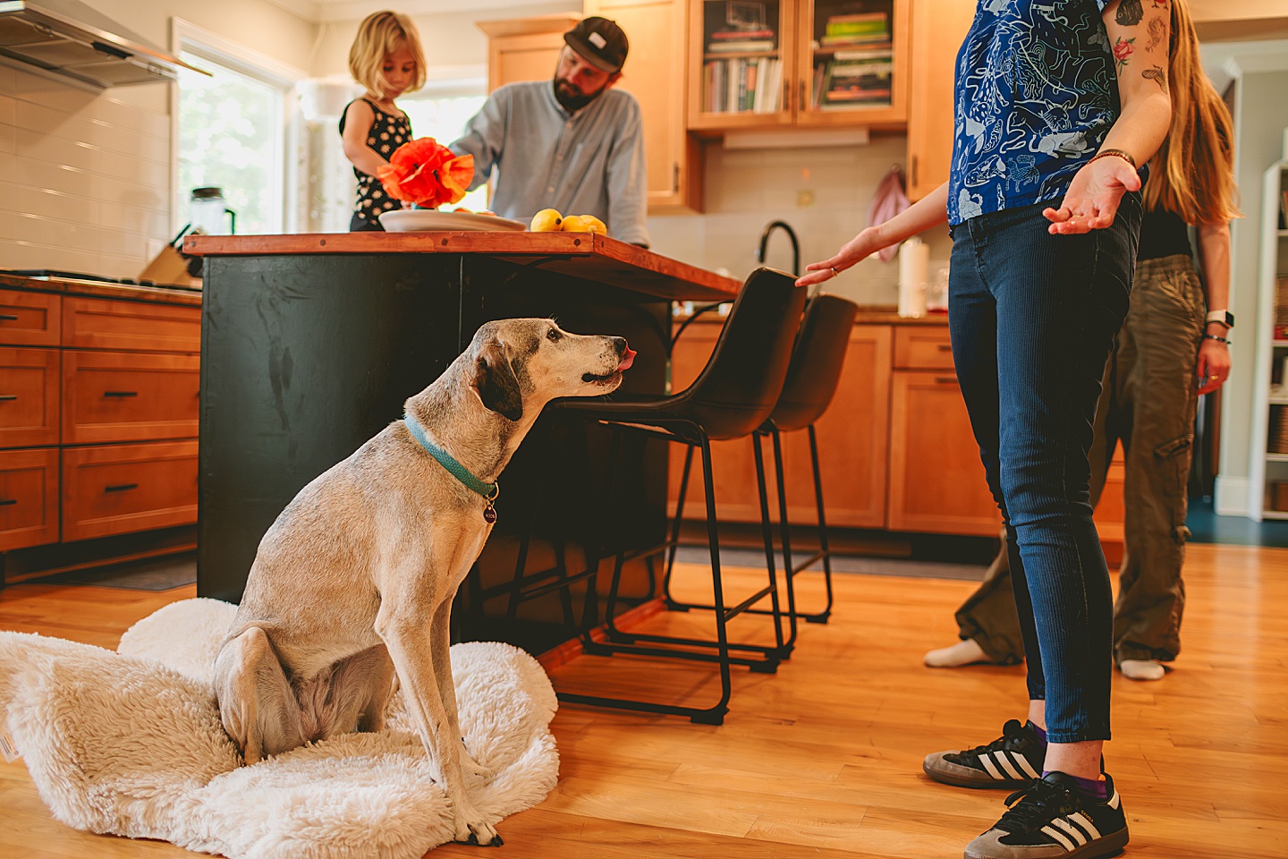 Dog portrait in kitchen