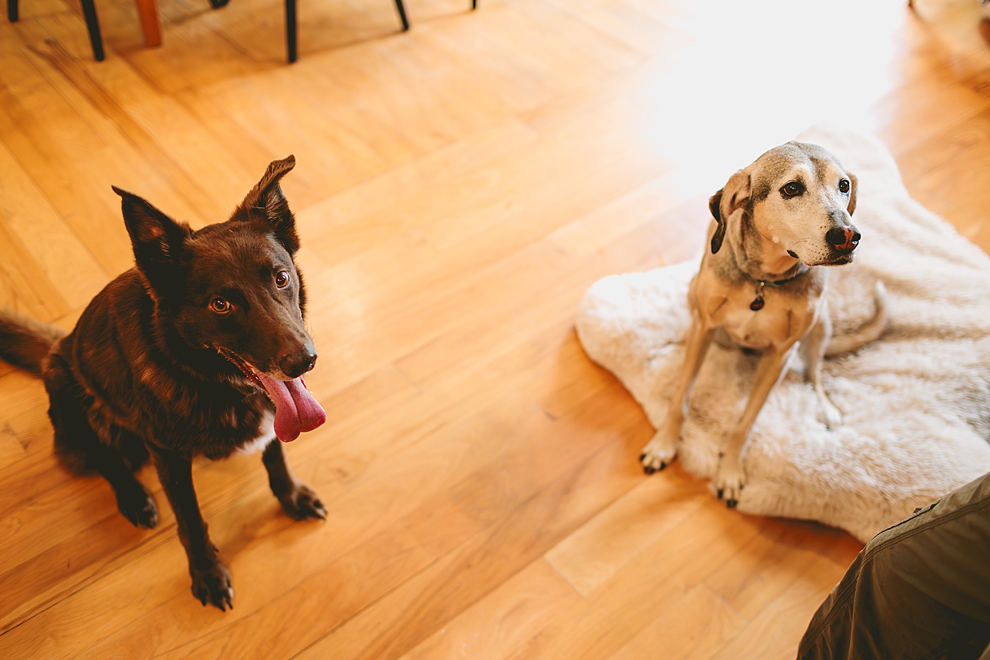 Dog portrait in kitchen