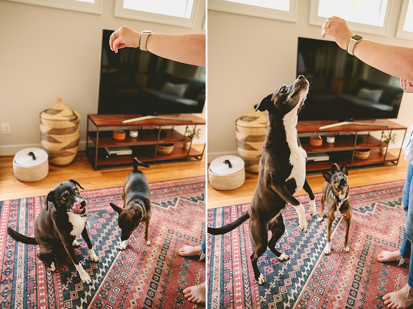 Dogs eating cheese