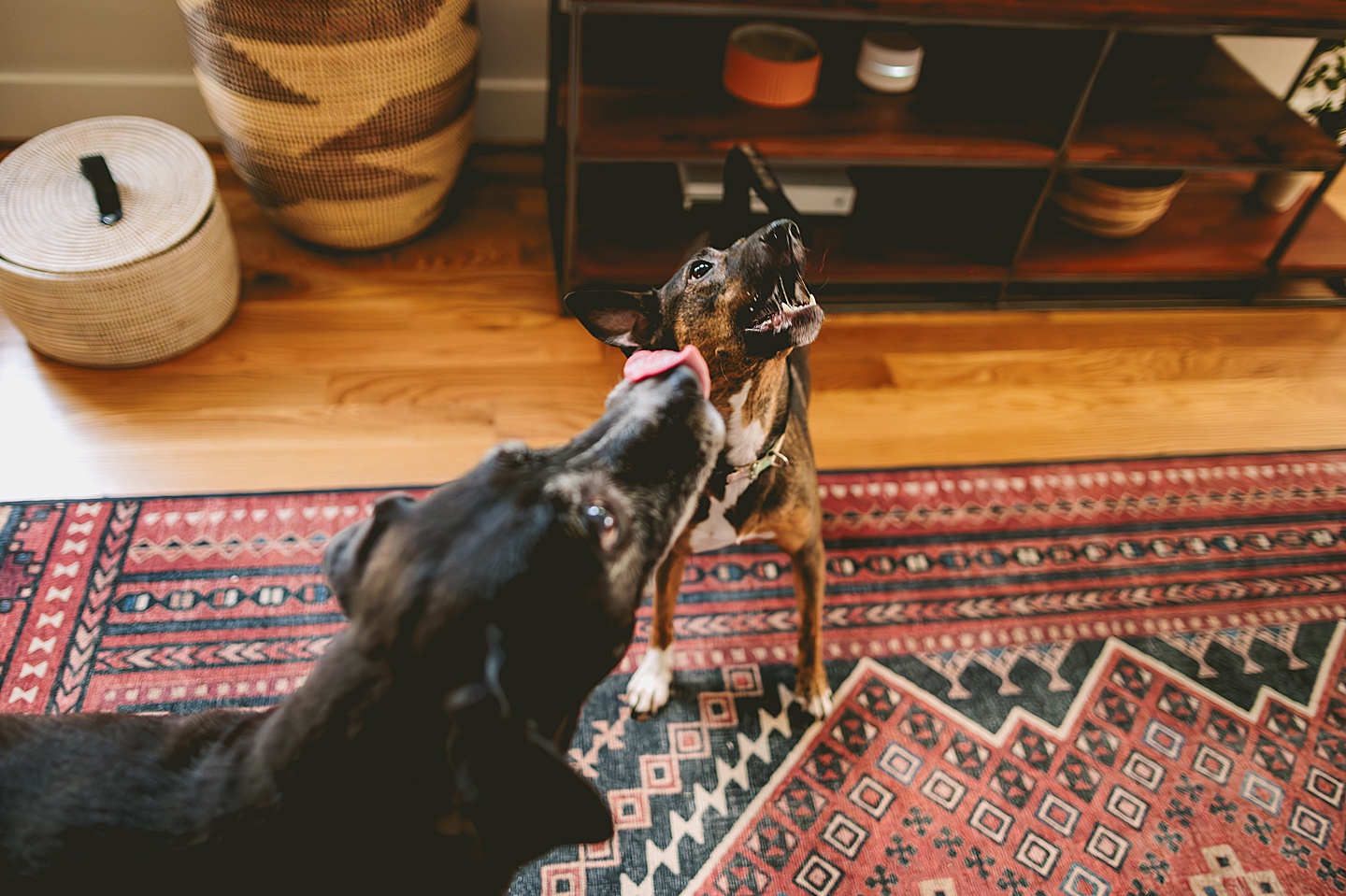 Dogs eating cheese