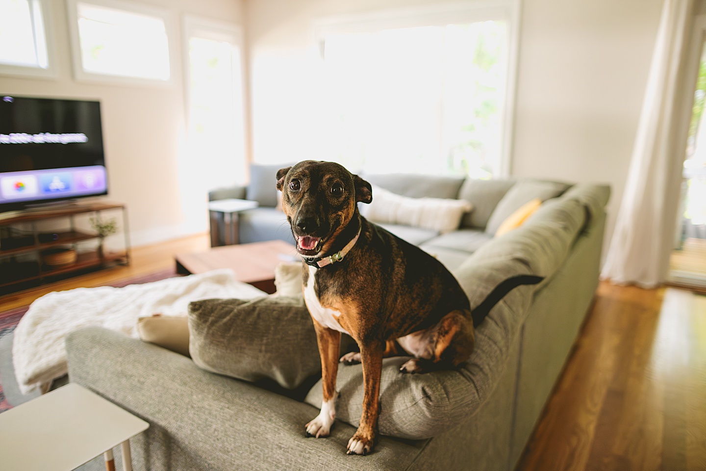 Dog sitting on couch and smiling