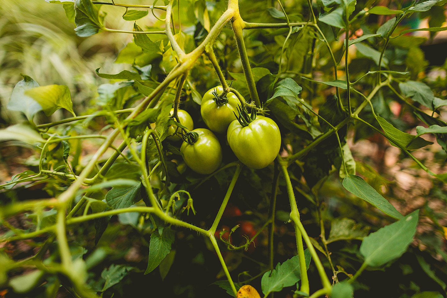 Green tomato plants