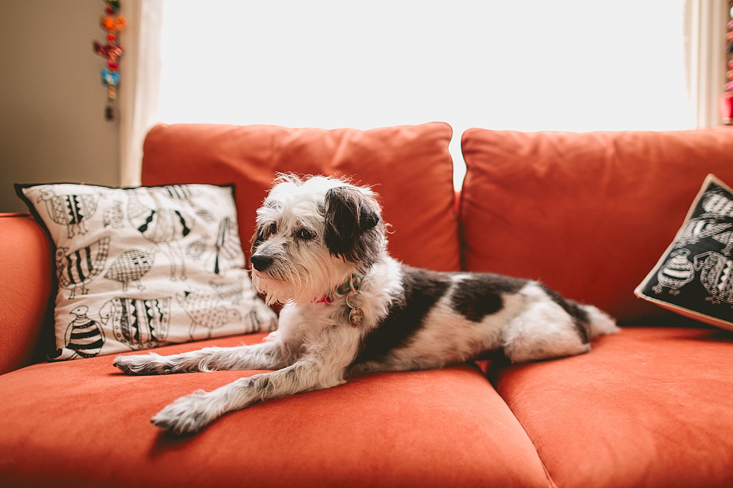 Dog portrait in Durham