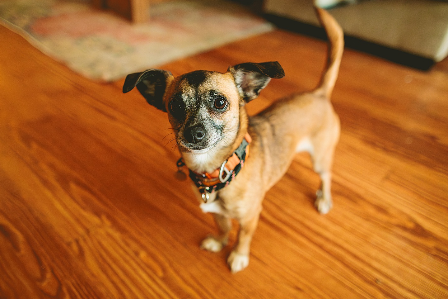 Dog and family photographer in Hillsborough