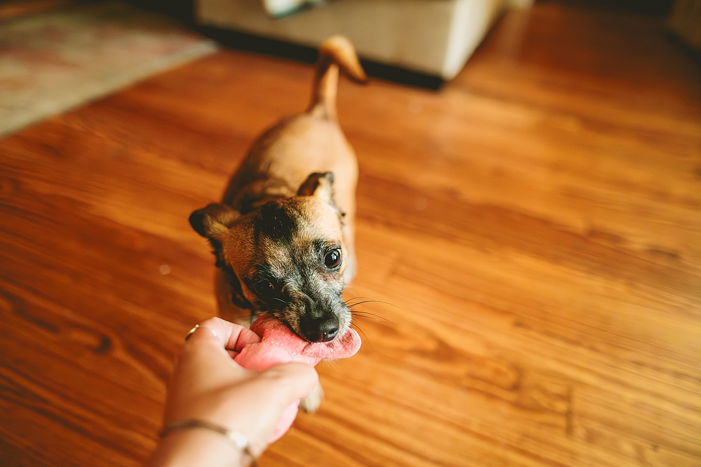 Dog and family photographer in Hillsborough