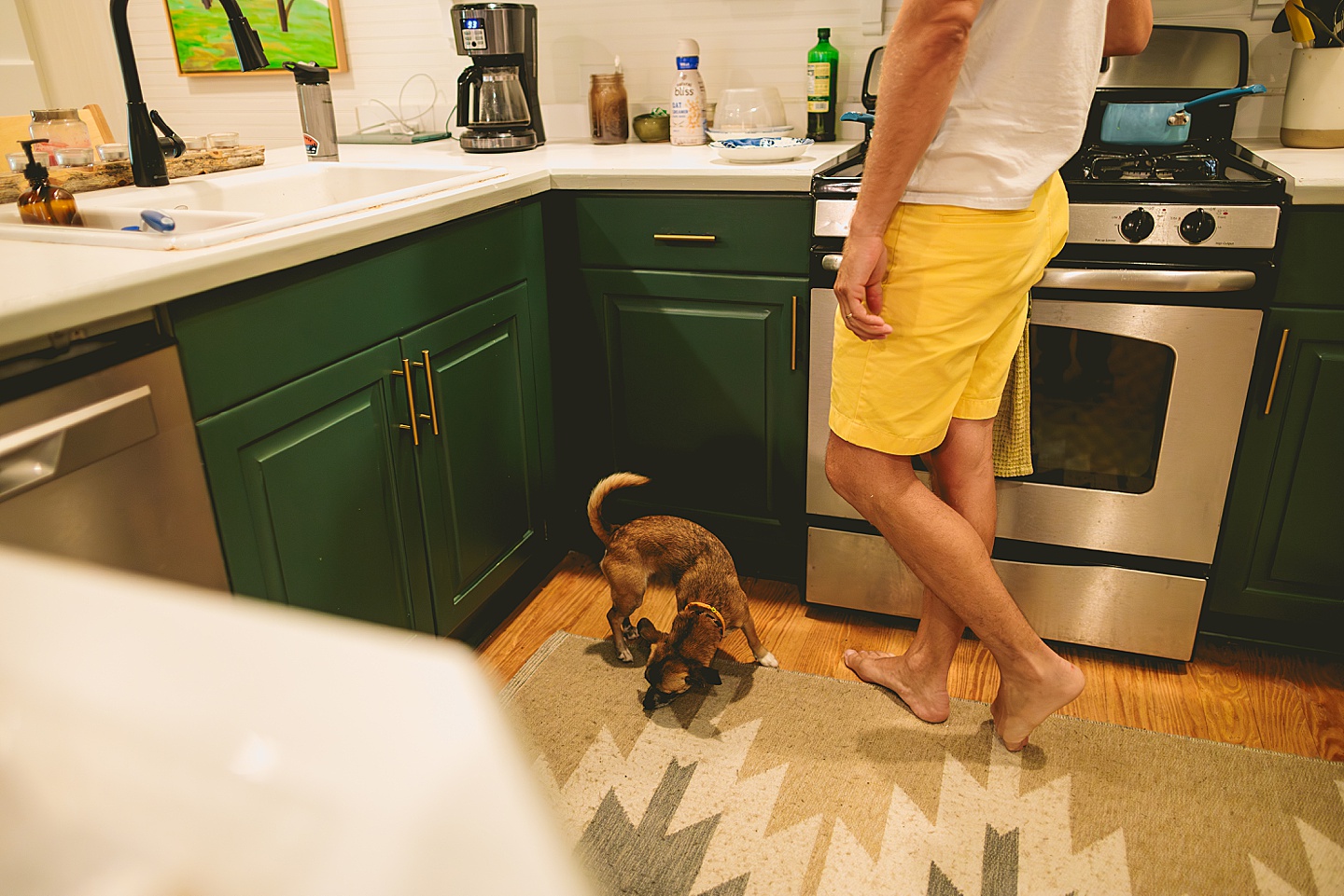 Dog walking around kitchen