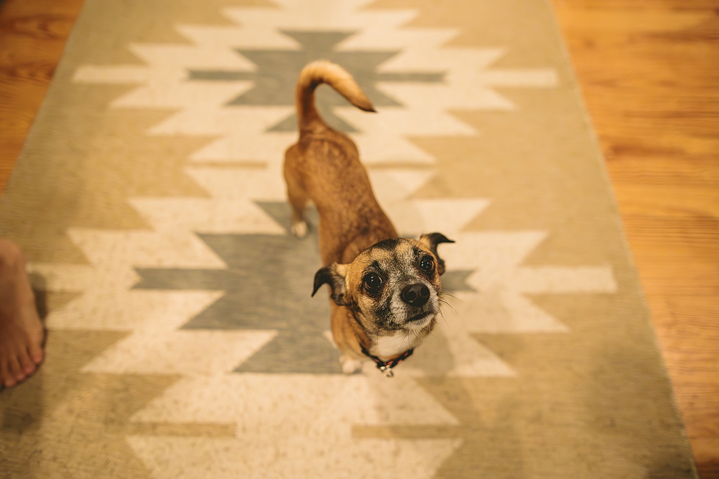 Dog walking around kitchen